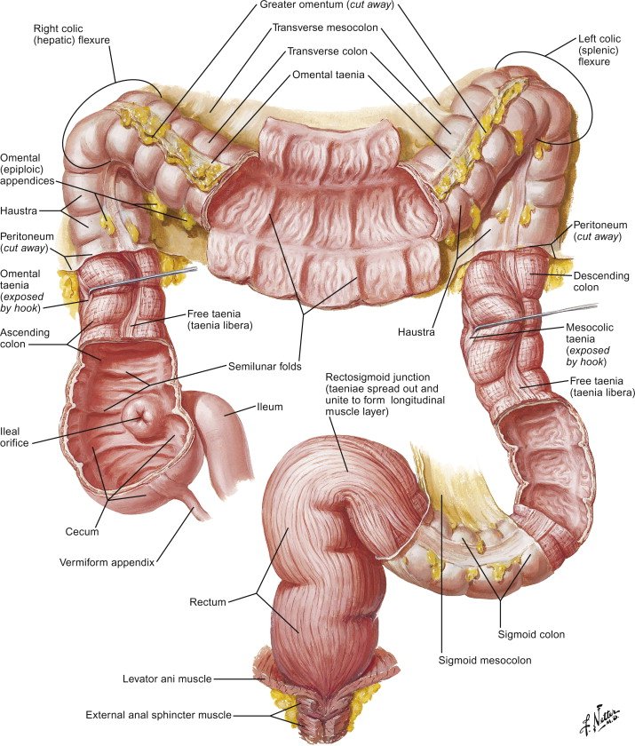 Why Need Colon Hydrotherapy